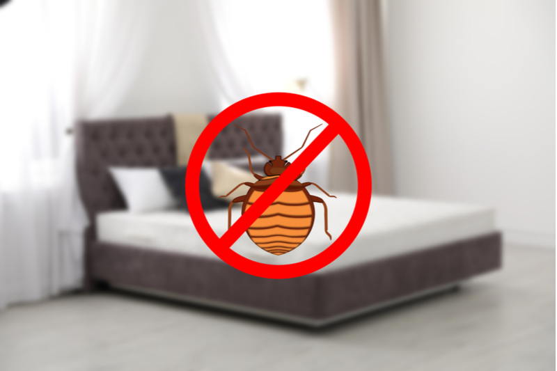 bed bug control services in hyderabad