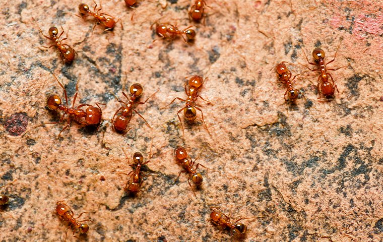 termite control services in hyderabad